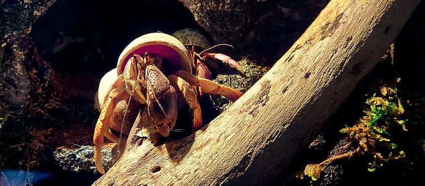 Hermit Crab Pets Live Longer Than Dogs And Other Pet Hermit Crab ...