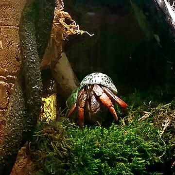 Hermit Crab Pets Live Longer Than Dogs