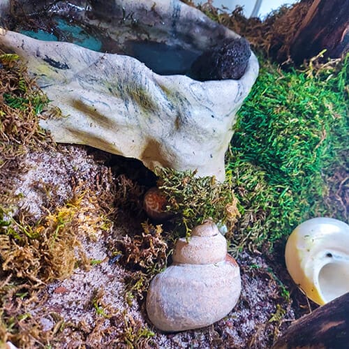 Hermit Crabs burrowing at hermitcrabpets.com