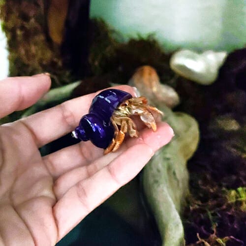 Hermit Crab Behaviors, Handing a young Purple Pincher Hermit Crab in a painted purple shell