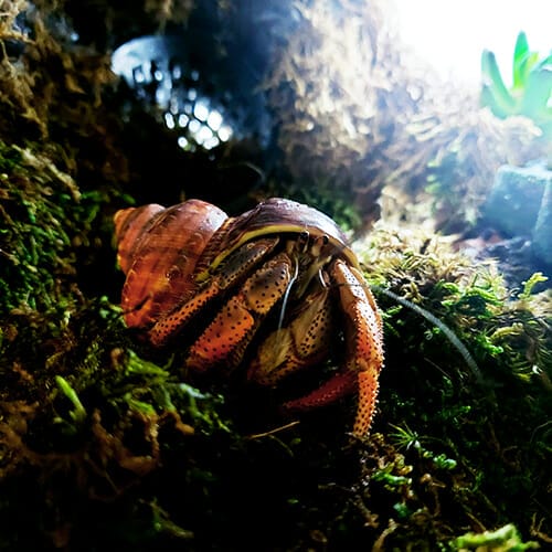 Hermit Crabs nocturnal and quirky behaviors