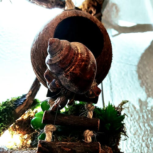 Hermit Crab Climbing on Hanging Coco-Hideaway Ladder