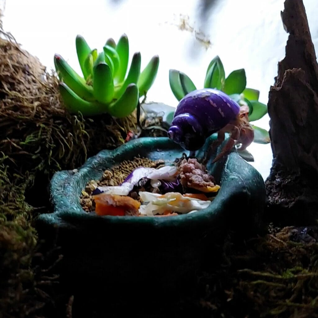 Hermit Crab Food and Nutrition Basics Little One Sitting on a food bowl