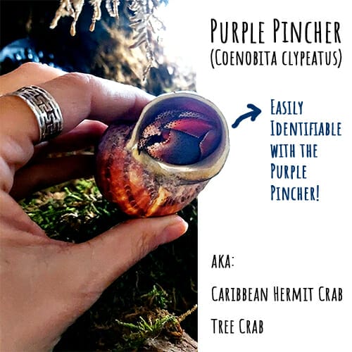 Purple Pincher Hermit Crab Pets are easily identifiable by their big purple pincher claw