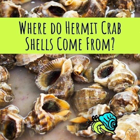 Where do hermit crab shells come from graphic with many conchs in shells lying on a beach