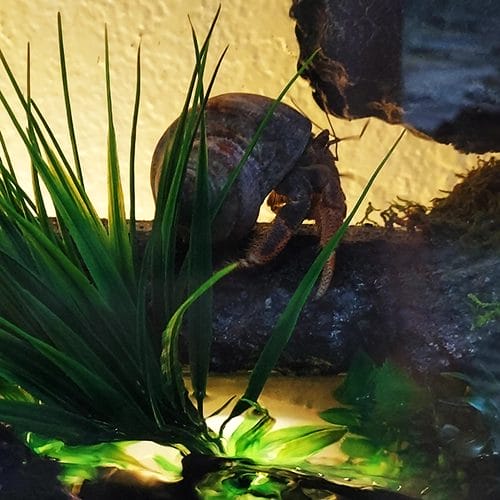 Hermit crab habitat glowing water pool DIY
