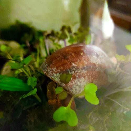 Large hermit crab sitting in the middle of a clump of microgreens growing in his habitat