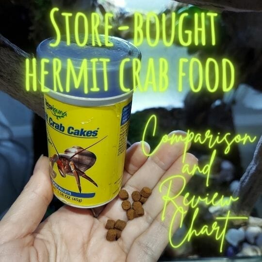 hermit crab food