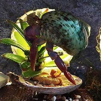 Hermit crab food in a shell
