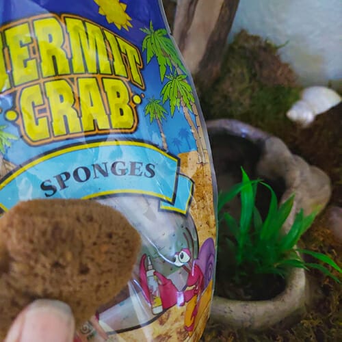 Evergreen Pet Supplies 4-Pack of Natural Hermit Crab Sea Sponges - All  Natural Sponge for Crabs - Assists Safer Drinking, Provides Nutrients,  Balances Tank Humidity