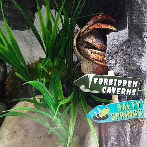 Fred having fun at hermitcrabpets.com