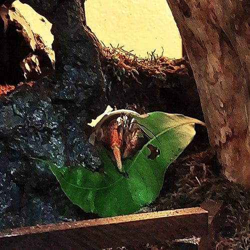 Hermit Crab eating Mango tree Leaves in a large hermit crab habitat