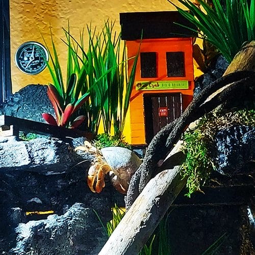 Home Hermit Crab Pets