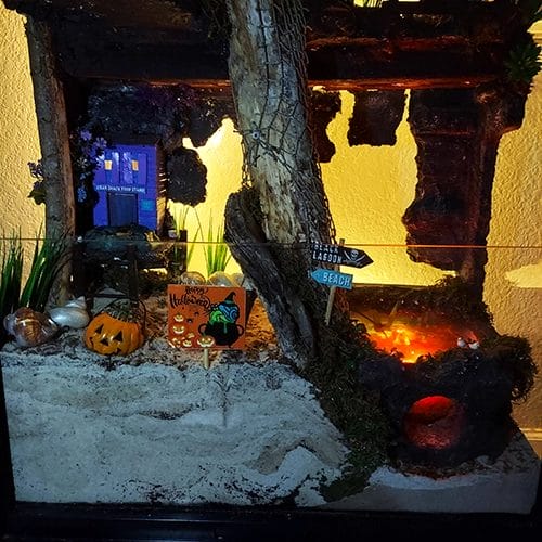 Hermit Crab Halloween Haunted Habitat Fun Hermit Crab Pets