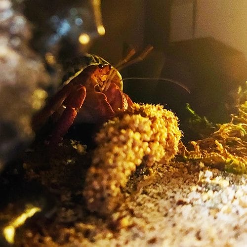 Large hermit crab eating millet spray seed