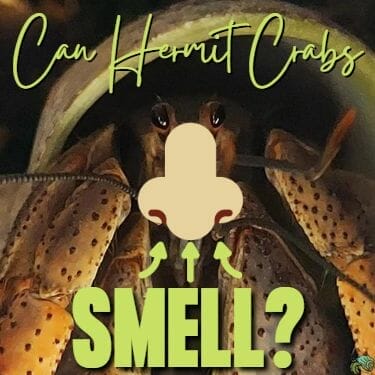 Can Hermit Crabs Smell? hermit crab with a cartoon nose