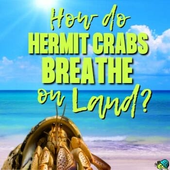 Hermit crab on beach with heading "How do Hermit Crabs Breathe on Land"?