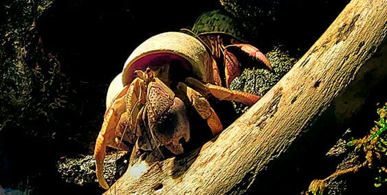 How many hermit crabs make a happy habitat?