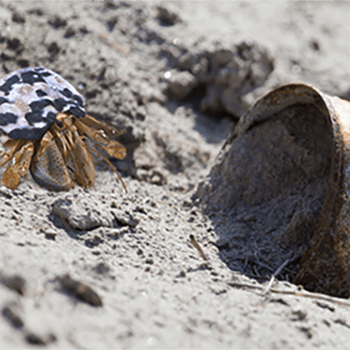 hermit crab on beach with a rusty can