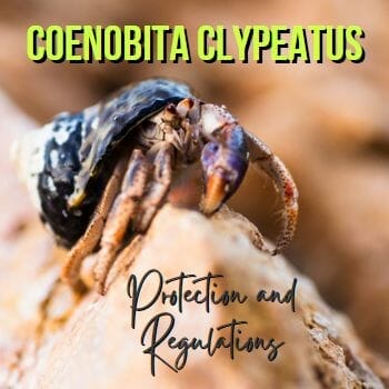 Coenobita Clypeatus Purple Pincher Hermit Crab Needs Protection in the Wild
