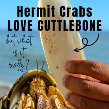 Hermit crabs love cuttlebone photo of cuttlebone, hermit crab on a beach
