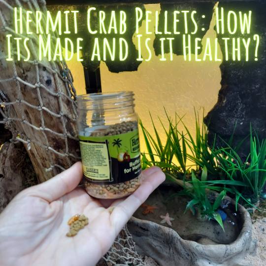 Hermit crab pellets blog title with hand holding pellets inside large hermit crab habitat