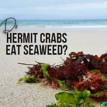 Do hermit crabs eat seaweed title on a pretty beach photo with clumps of various seaweeds in the forefront