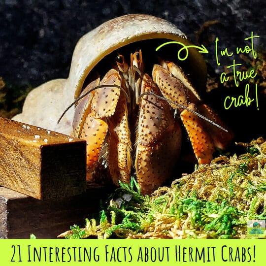 Large hermit crab with title "21 interesting facts about hermit crabs"