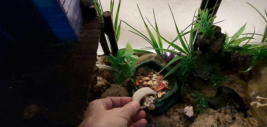 Feeding mushrooms to hermit crabs