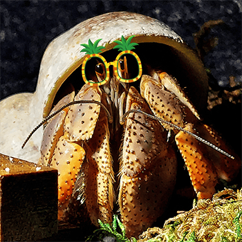 Large hermit crab in a turbo shell wearing pineapple glasses