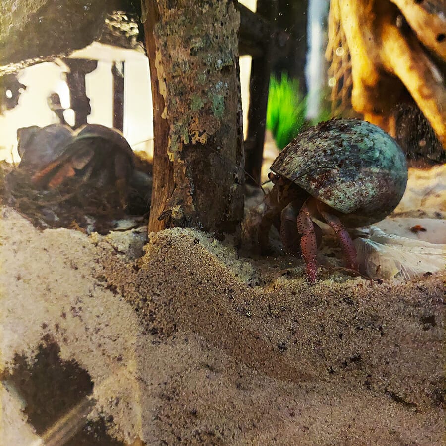 sand for hermit crabs mix with coco fiber