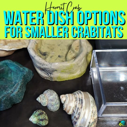 Hermit crab water dish options for smaller crabitats