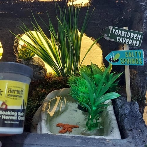 How to Make Saltwater for Hermit Crabs (easy!) Hermit Crab Pets