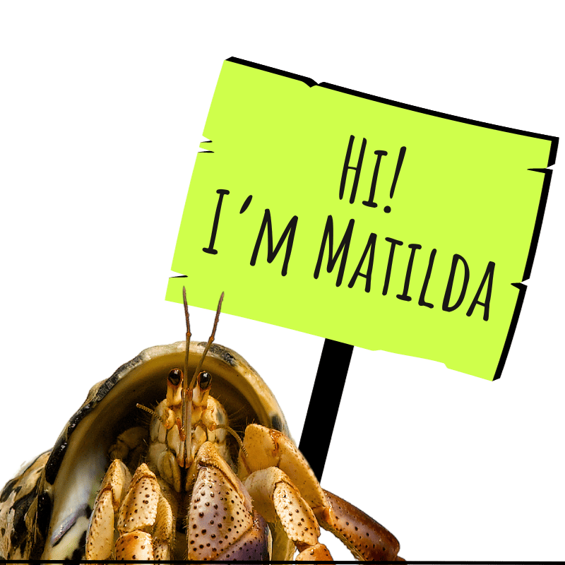 Hermit crab names: Hi, I'm Matilda sign held by a Caribbean Purple Pincher hermit crab