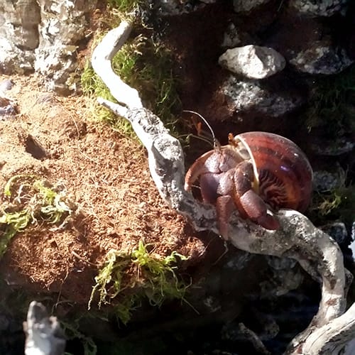 Big old hermit crab climbing some driftwood
