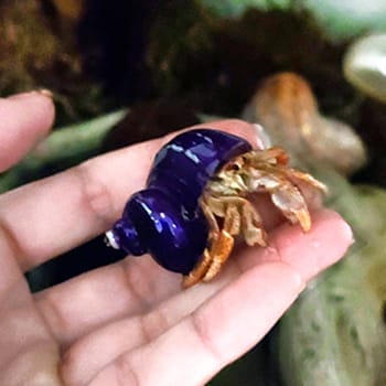 do hermit crabs bite