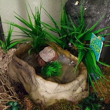 how do hermit crabs drink