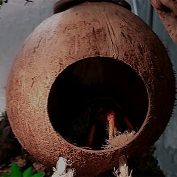 hermit crabs nocturnal activities include hanging out in a coconut hideaway